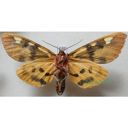 Pericallia matronula (Linnaeus, 1758) male reverse Niedźwiedziówka krasa Poland68f
